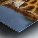 Giraffe Lake Nakuru kenya Metal print