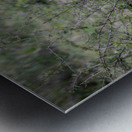 Lion cub masai mara Metal print