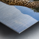 Giraffe Lake Nakuru kenya Metal print