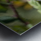 Chickadee Impression metal