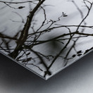 Great blue heron Chilliwack B.C Metal print