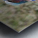 Iilac breasted roller Impression metal