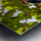 Grey headed kingfisher Amboseli National Park Kenya Metal print