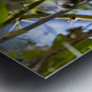 Speckled mousebird Sweetwaters kenya Impression metal