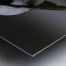 Southernwhite crowned shrike Sweetwaters kenya Metal print