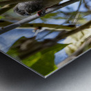 Speckled mousebird Sweetwaters kenya Metal print