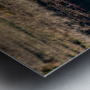 African elephant Metal print