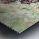 Baboon Lake Nakuru Africa Impression metal