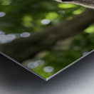 Monkey Forest Bali Metal print