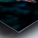 Speckled Maori Wrasse Milolii dock Kona Hawaii Impression metal