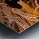 Clown Fish Philippines Metal print