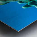 Octopus Hawaii big island Metal print