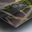 Anns hummingbird perched on a branch Metal print