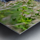 Great Blue Haron 2 Impression metal