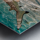 Black Tip Shark 3 Metal print