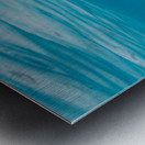 Black Tip Shark Metal print