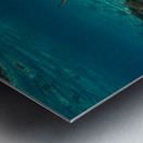 Black Tip Shark 2 Metal print