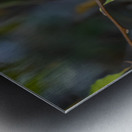 Rufous Hummingbird 3 Impression metal