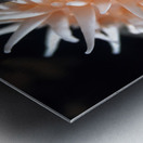 Fish eating anemone Mukilteo Washington USA Metal print