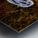 Willan s Chromodoris Nudibranch Mukilteo Washington USA Impression metal