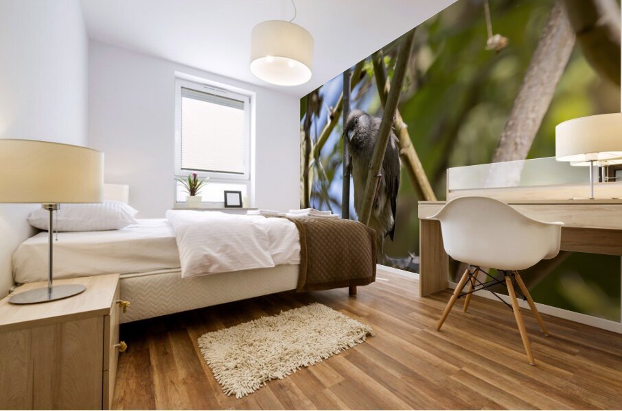 Speckled mousebird Sweetwaters kenya Impression murale