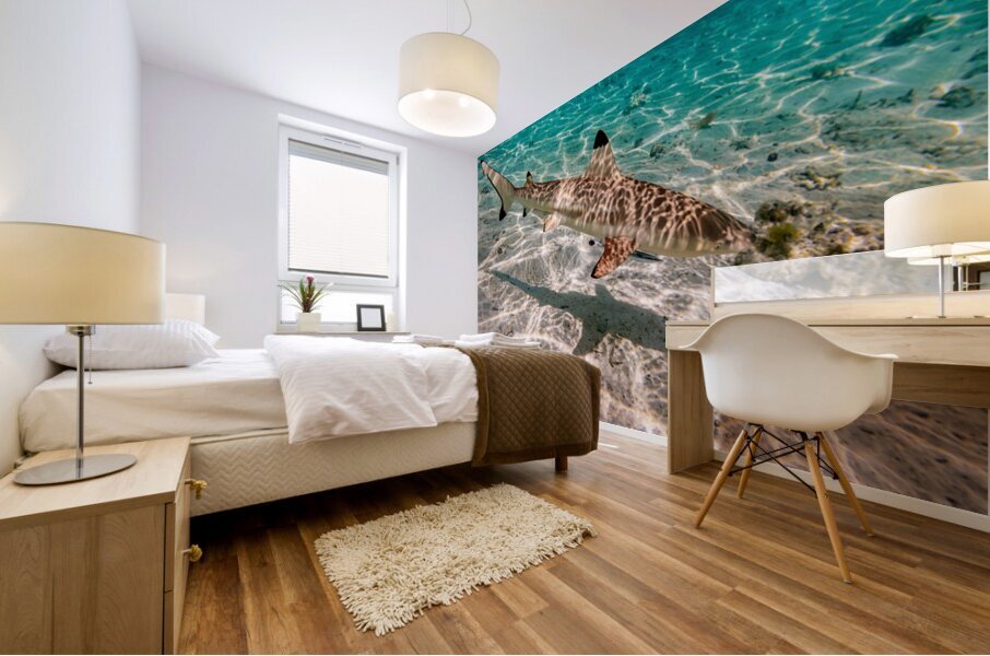 Black Tip Shark 3 Mural print