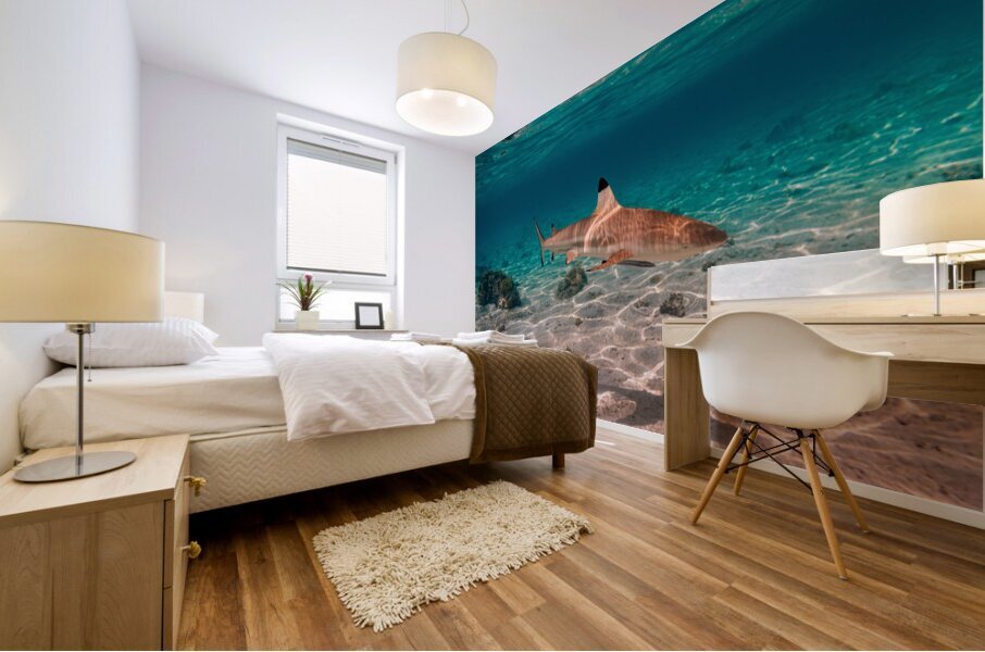 Black Tip Shark 2 Mural print