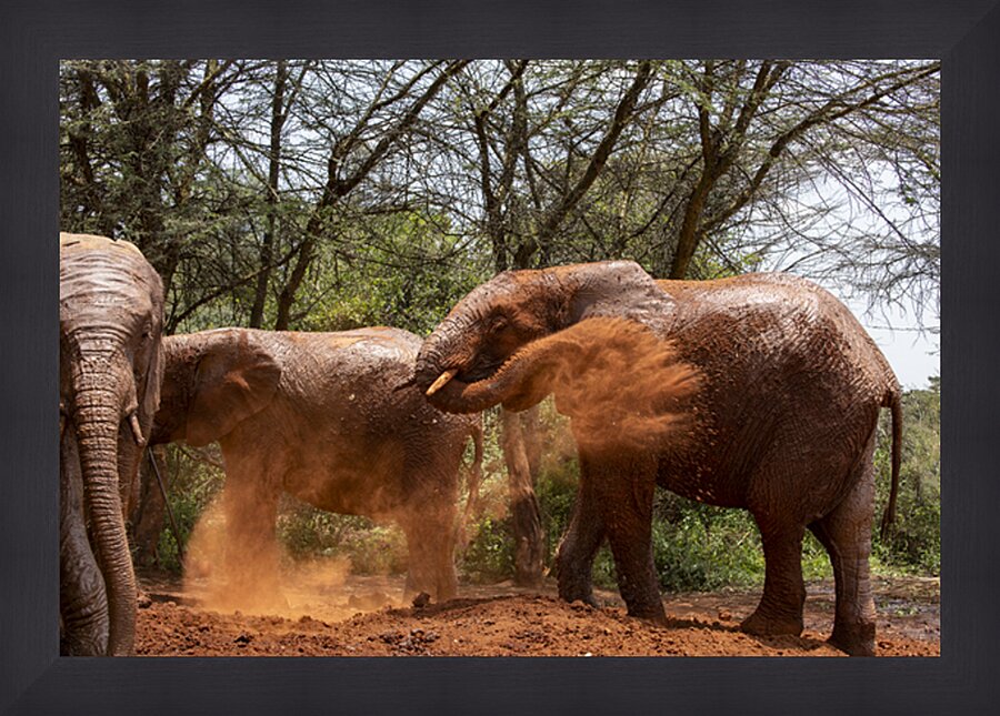 Orphaned elephants rehab center Sheldrick wildlife Impression et Cadre photo