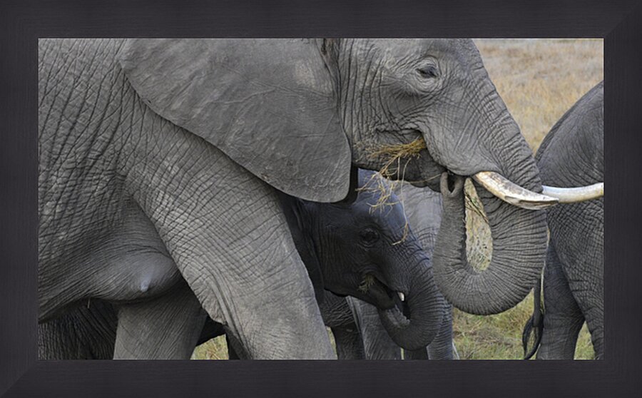 African grey elephants Amboseli National Park Kenya Picture Frame print