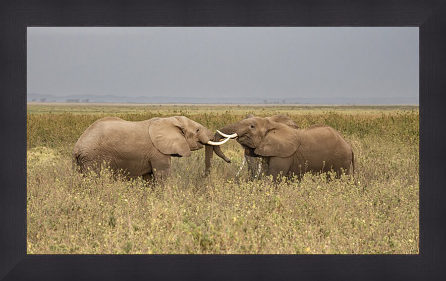African elephant Amboseli National Park Kenya Picture Frame print