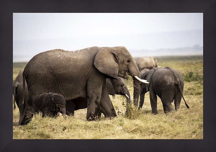 African elephants Amboseli National Park Kenya Picture Frame print