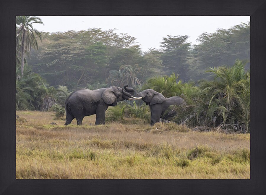  Elephants Amboseli National Park Kenya Impression et Cadre photo