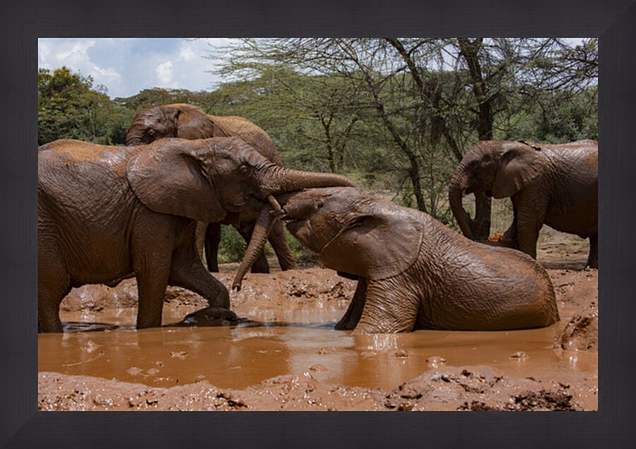 Orphaned elephants rehab center Sheldrick wildlife Impression et Cadre photo