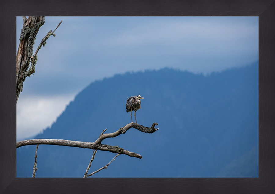 Great blue heron Pitt lake B.C Picture Frame print