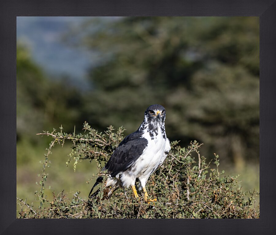 Augur Buzzard Lake Nakuru Lodge Africa  Picture Frame print
