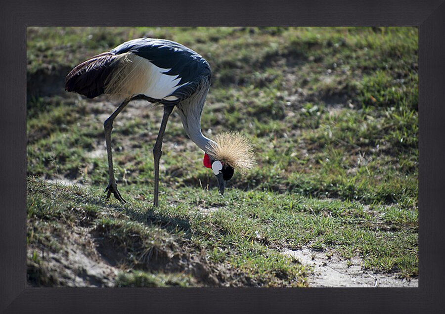 Crowned Crane Picture Frame print