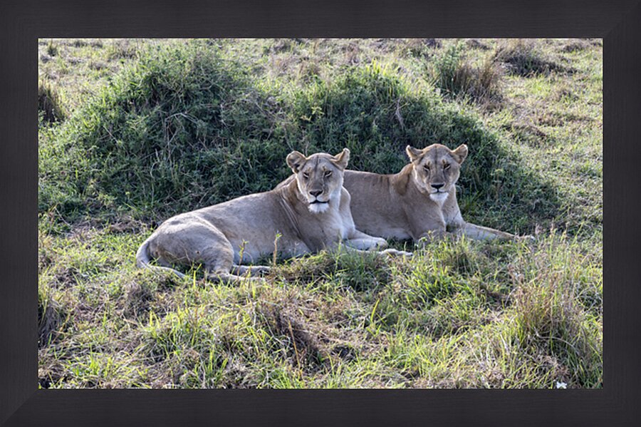 Ashnil Masai Mara Picture Frame print