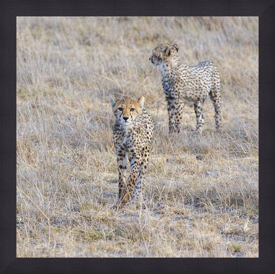 Cheetah cubs Amboseli National Park Kenya Picture Frame print
