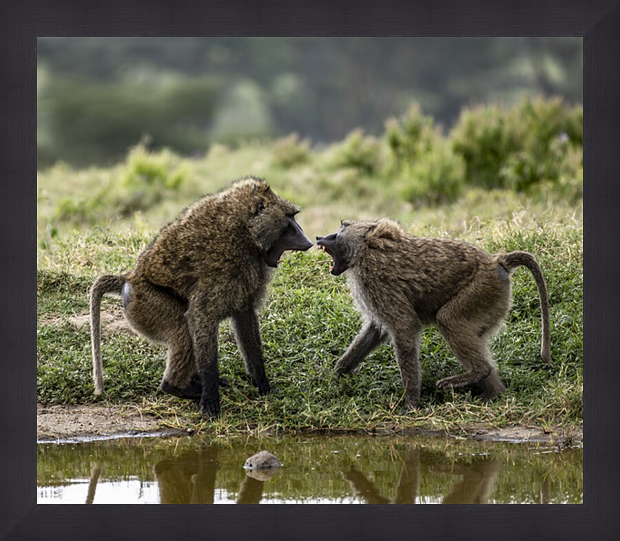 Baboons Lake Nakuru kenya Picture Frame print
