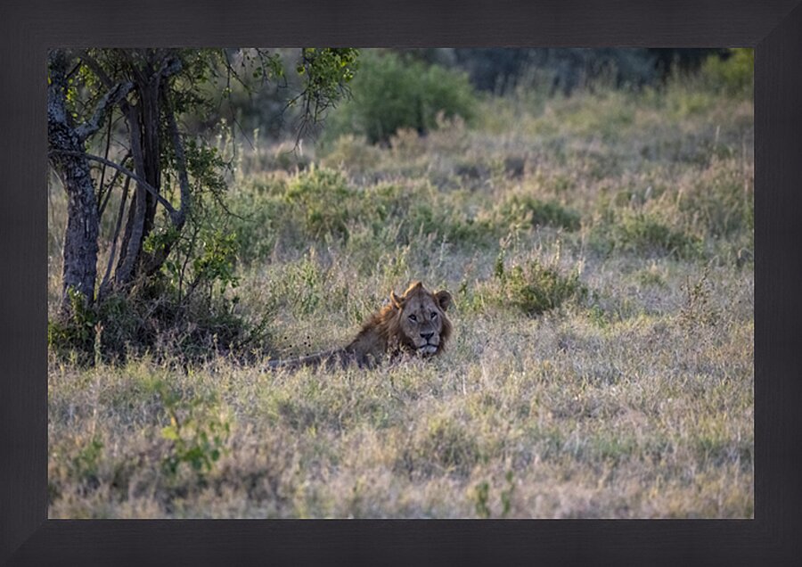 Lion Lake Nakuru kenya Picture Frame print