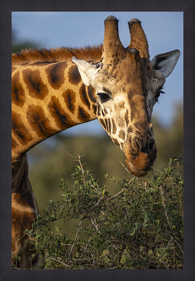 Giraffe Lake Nakuru kenya Picture Frame print
