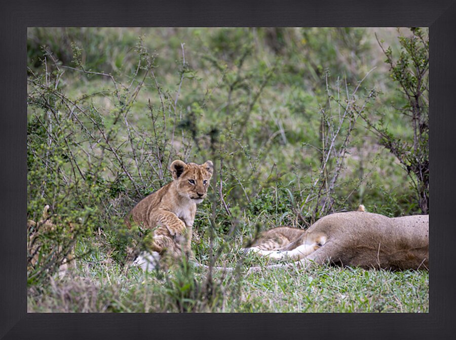 Lion cub masai mara Picture Frame print