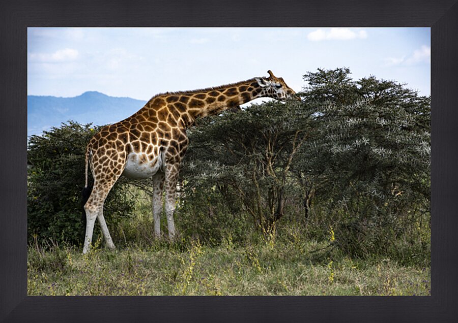 Giraffe Lake Nakuru kenya Picture Frame print