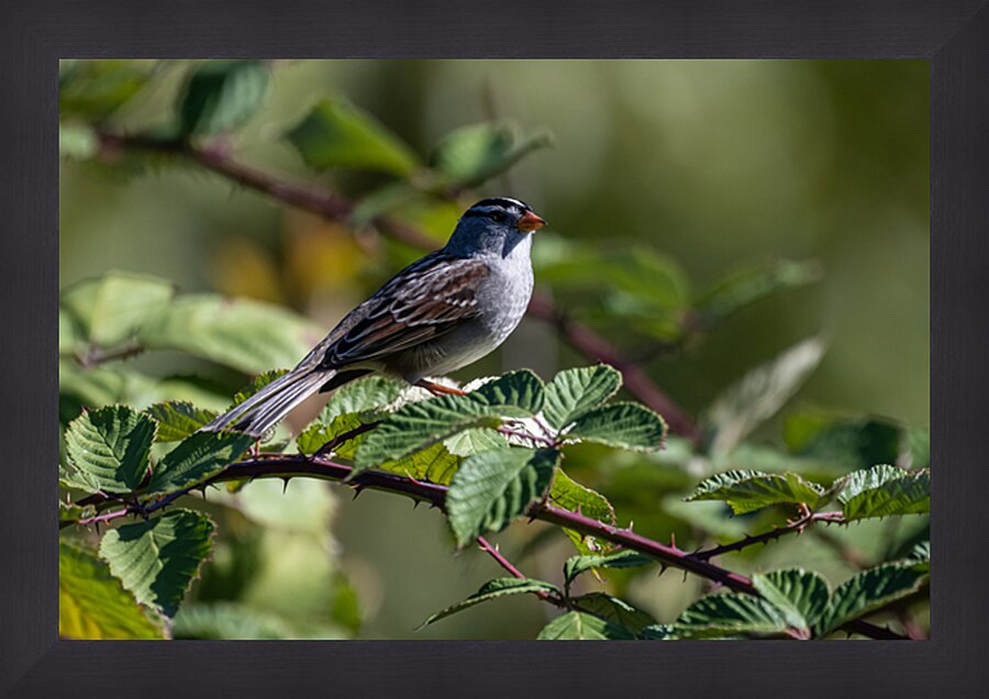 Chickadee Impression et Cadre photo