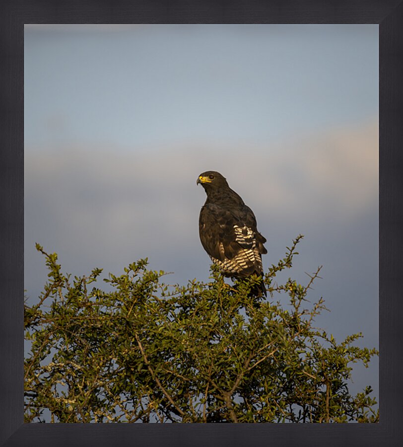 Hawk Lake Nakuru kenya Picture Frame print