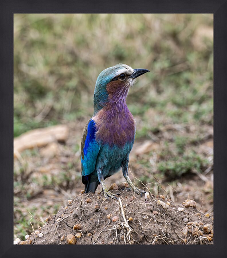Iilac breasted roller Impression et Cadre photo