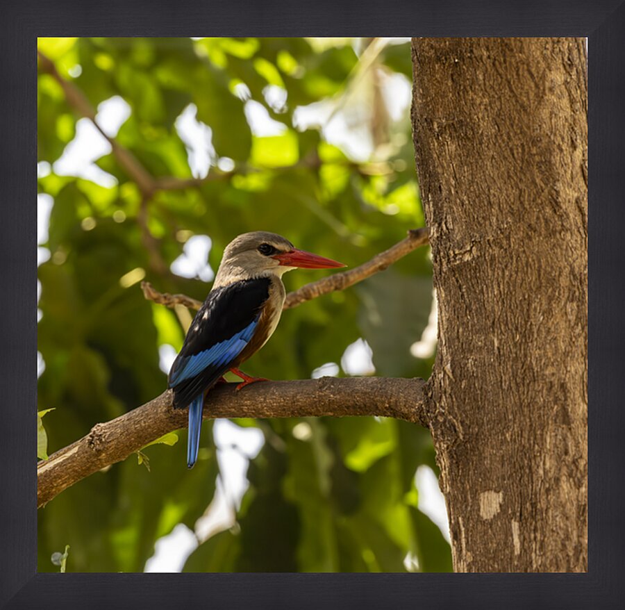 Grey headed kingfisher Amboseli National Park Kenya Picture Frame print