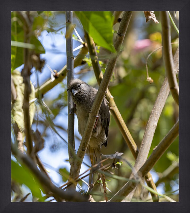 Speckled mousebird Sweetwaters kenya Impression et Cadre photo