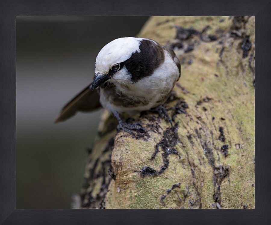 Southernwhite crowned shrike Sweetwaters kenya Picture Frame print