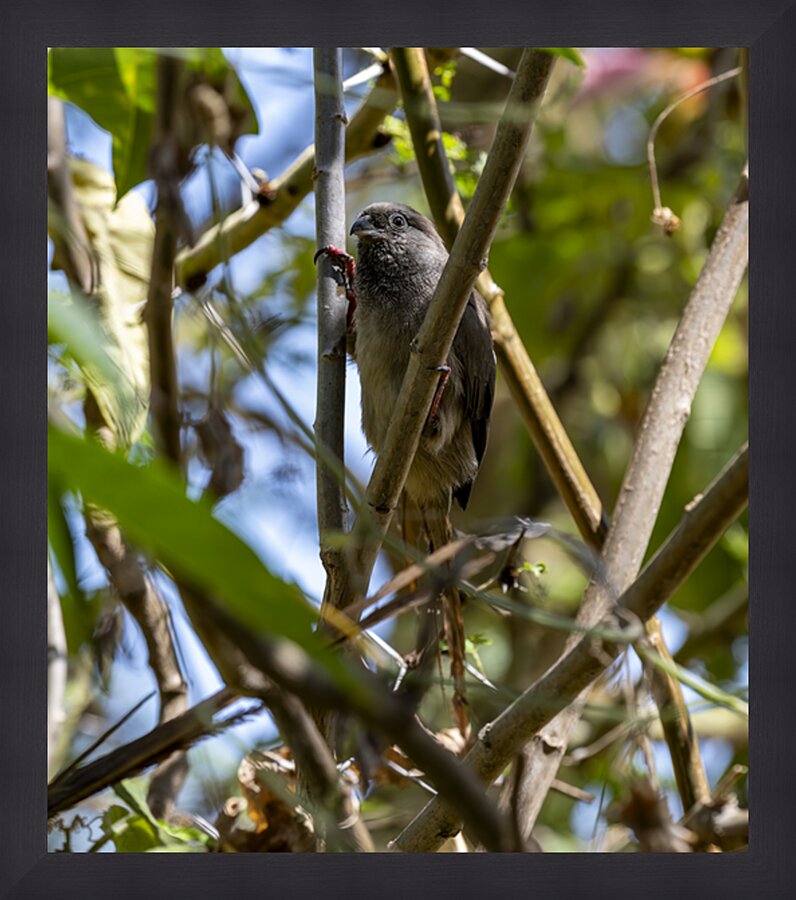 Speckled mousebird Sweetwaters kenya Picture Frame print